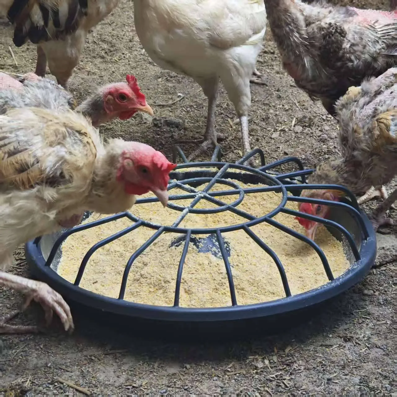 imgi_3_67fa79a106ce45a7942e1991a63371a0